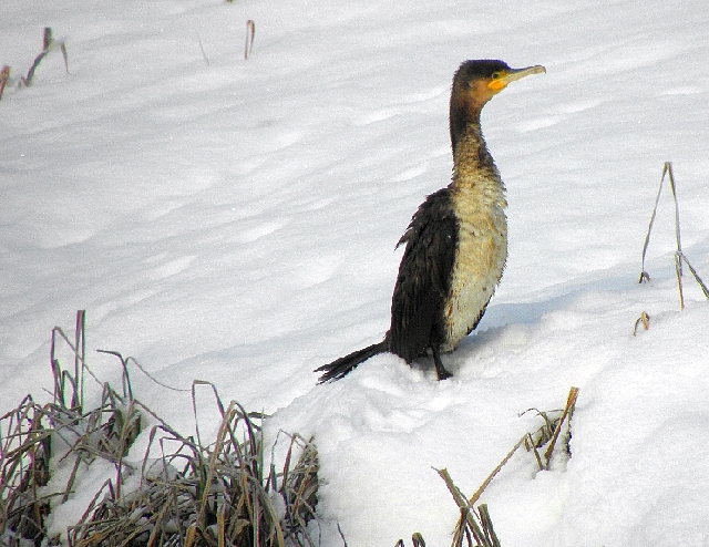 Kormoran im Schnee am Sandfang der Rahlau