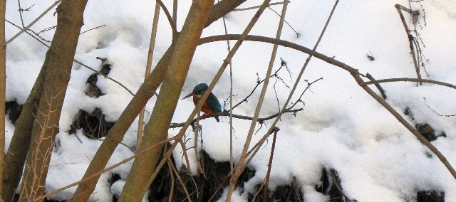 Eisvogel als Kronzeuge für die Abwassereinleitung in die Rahlau