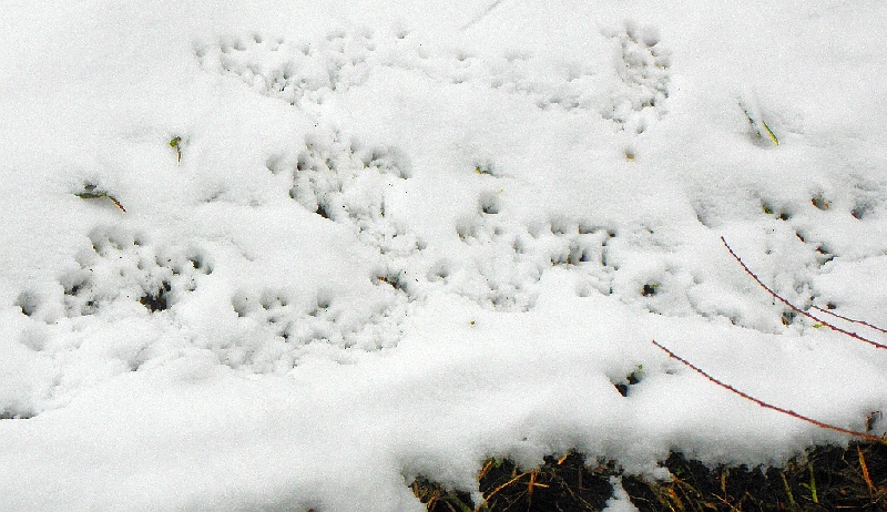 Spuren des Stochervogels Bekasine im Schnee am Ufer der Rahlau in Hamburg Tonndorf