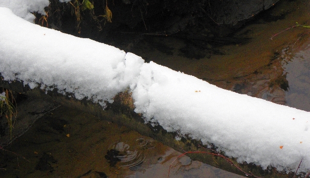 Spuren des Eisvogels im Neuschnee auf einer gefallenen Birke über der Rahlau