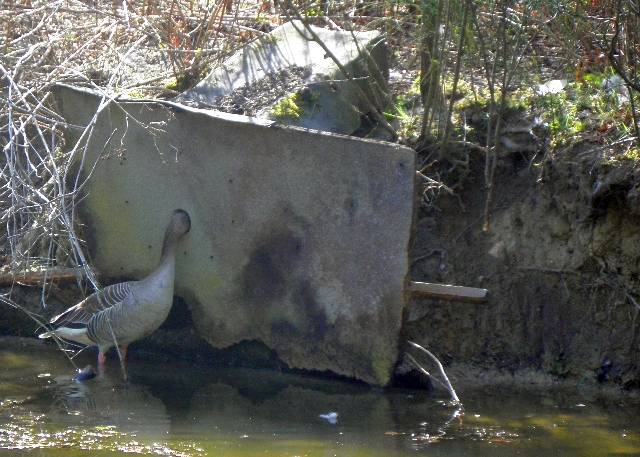 abgest&uuml;rzte Eisvogelnistwand auf dem Ohlsdorfer Friedhof in Hamburg