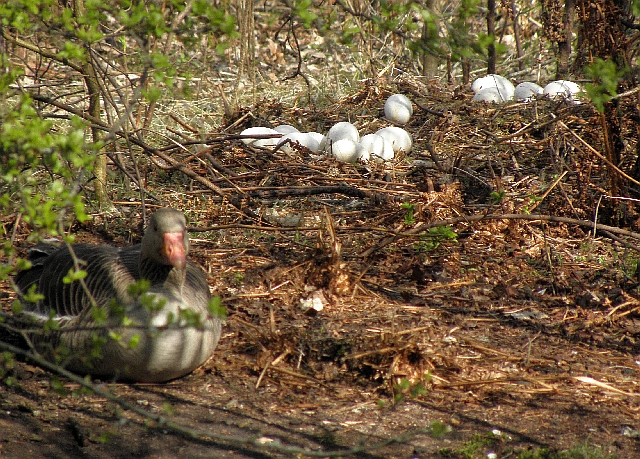 Eier und Nest er der Graug&auml;nse auf dem Ohlsdorfer Friedhof