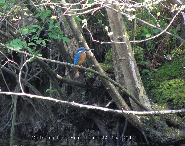 Eisvogel Ohlsdorfer Friedhof Hamburg