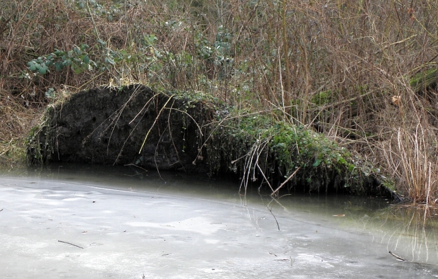 Baumteller mit Nisth&ouml;hlen des Eisvogels in &Ouml;jendorf