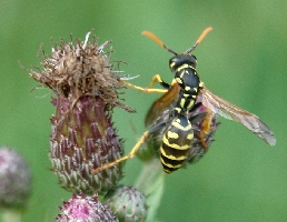 Insekten an der Rahlau
