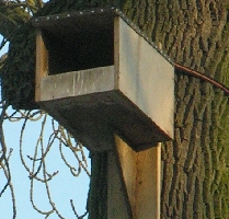 Eulenkasten