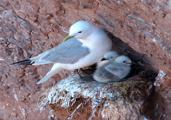 Dreizehenm&ouml;we mit zwei K&uuml;ken am Lummenfelsen auf Helgoland