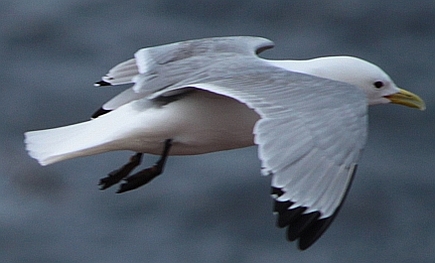 Dreizehenm&ouml;we Flugbild