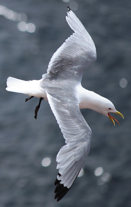 Flugbild Dreizehenm&ouml;we