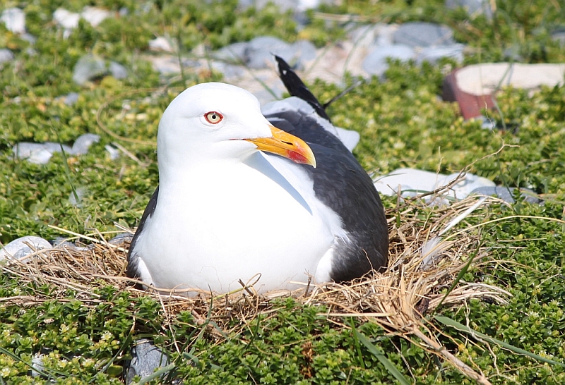 Heringsm&ouml;we auf der D&uuml;ne Helgoland
