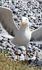 M&ouml;we