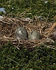 Gelege der Heringsm&ouml;we