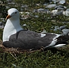 br&uuml;tende M&ouml;we Helgoland