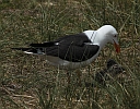M&ouml;we mit K&uuml;ken