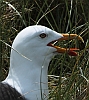 M&ouml;we in Abwehrstellung