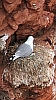 Dreizehenm&ouml;wennester am roten Felsen Helgoland