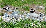 2 Sandregenpfeifer am Nest auf der Helgol&auml;nder D&uuml;ne
