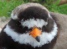 Portrait eines Sandregenpfeifers
