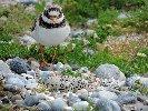 Wachabl&ouml;sung am Nest der Sandregenpfeifer