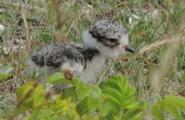 K&uuml;ken des Sanregenpfeifers am Flugplatz Helgoland