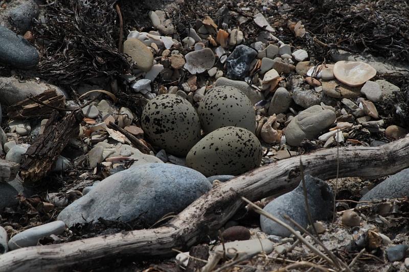 Nest des Sandregenpfeifers mit 3 Eiern