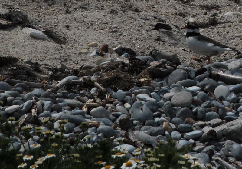 Sandregenpfeifer und sein nicht erkennbares Nest