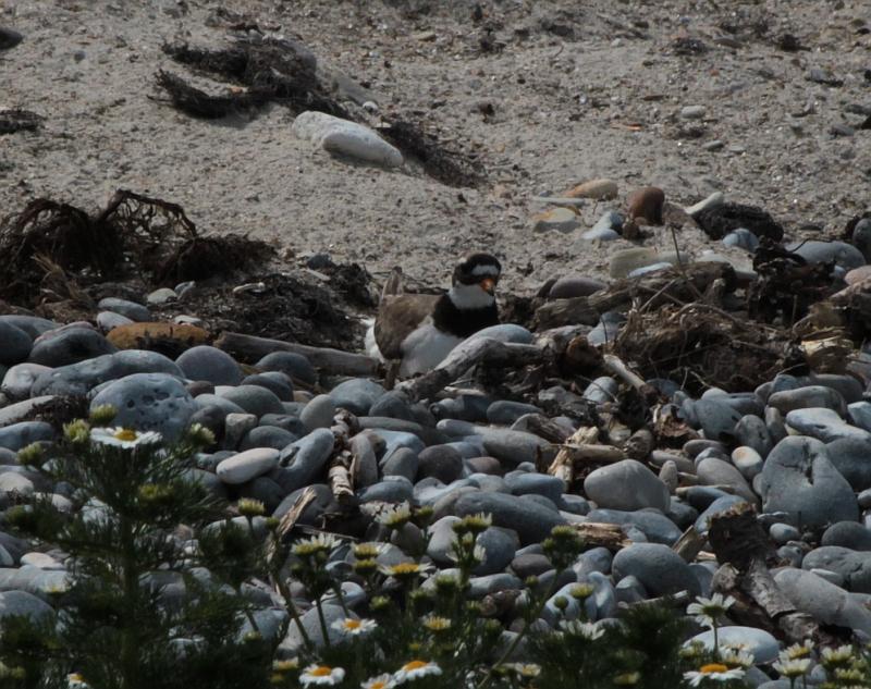fer auf dem Nest