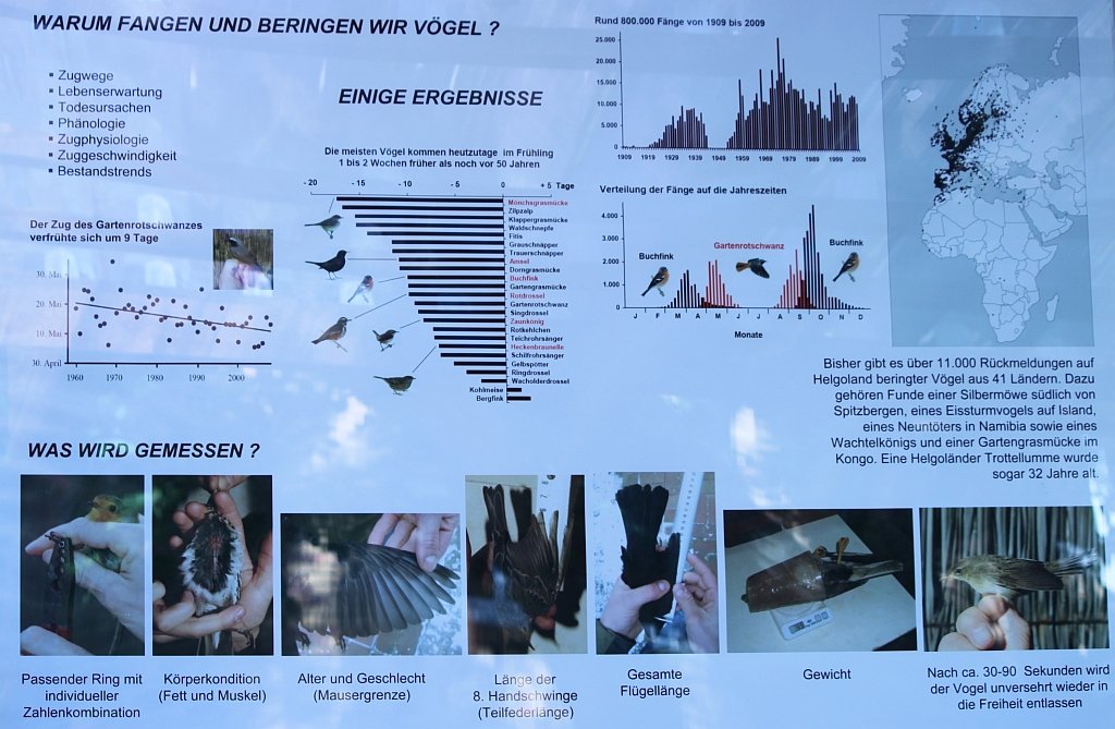 Warum werden V&ouml;gel beringt?