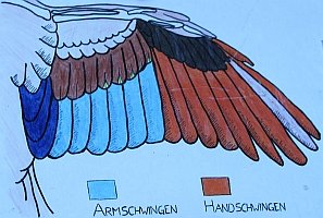 Federn der Arm- und Handschwingen