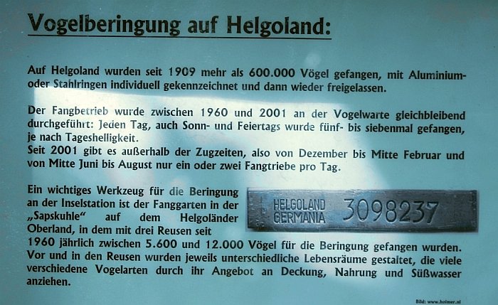 Vogelberingung auf Helgoland