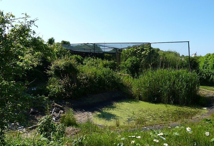 Vogelberingung auf Helgoland, hier f&uuml;r Wasserv&ouml;gel