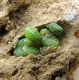 in eine Nistr&ouml;hre eingetragene kleine Raupen in einem Insektenhotel