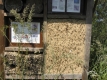 Insektenhotel 3 in H&ouml;ltigbaum