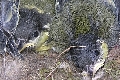 Kohlmeisen im Starenkasten
