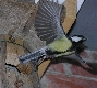Flugbild einer abfliegenden Kohlmeise