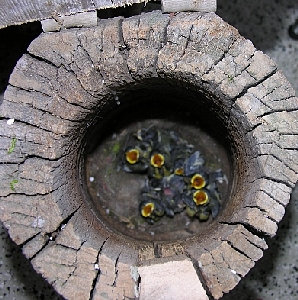 Kohlmeisenk&uuml;ken im alten Starenkasten