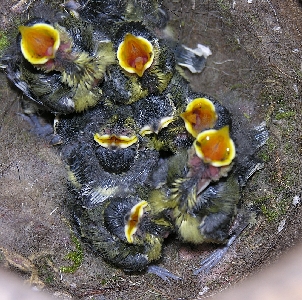 Kohlmeisenk&uuml;ken im alten Starenkasten