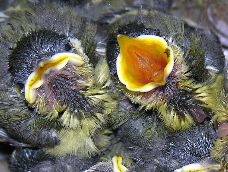 ohlmeisenk&uuml;ken im Nest mit aufgerissenem Schnabel