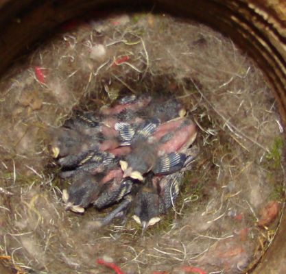 Blick in das Nest der Kohlmeisen