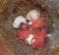 1 Tag alte Kohlmeisen im Nest