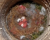 1 Tag alte Kohlmeisen im Nest