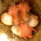 1 Tag alte Kohlmeisen im Nest