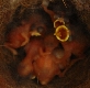 Kohlmeisen k&uuml;ken im Nest