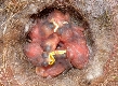 Kohlmeisen K&uuml;ken im Nest