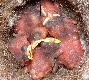 Kohlmeisen K&uuml;ken im Nest