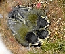 Kohlmeisen K&uuml;ken im Nest