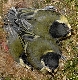Kohlmeisen K&uuml;ken im Nest