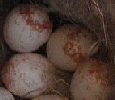 dKohlmeiseneier 2010