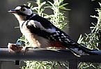 Buntspecht