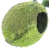 Uralte Nuss mit Mossansatz